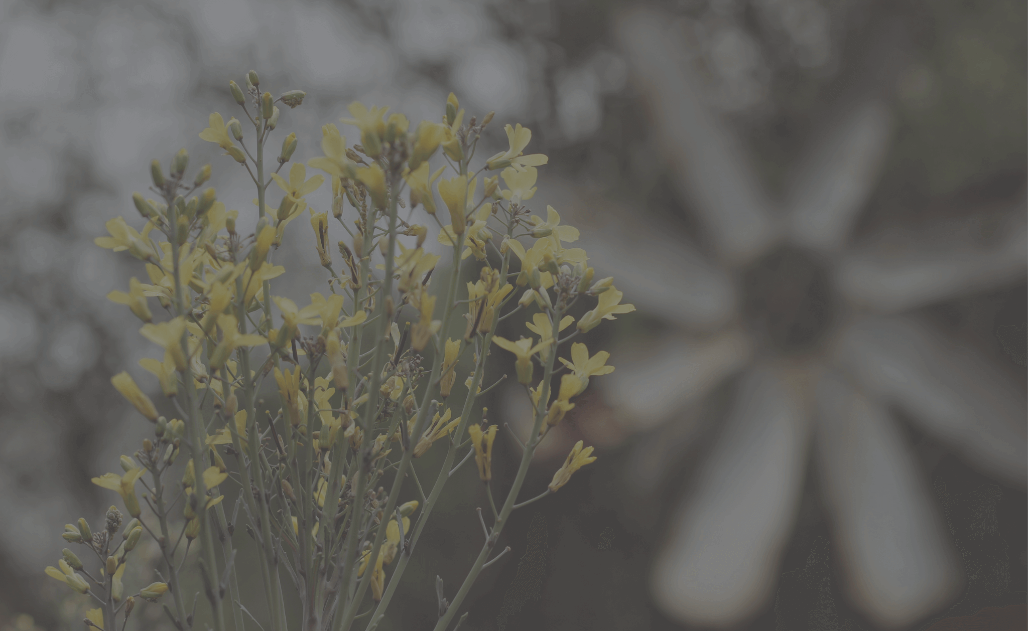 Customer Testimonails